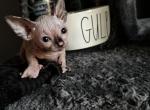 Tortishell sphynx kitten - Sphynx Kitten For Sale - 