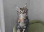 Misty - Maine Coon Kitten For Sale - New York, NY, US