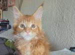 Mango - Maine Coon Kitten For Sale - New York, NY, US