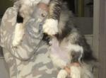 Bomb and Leia - Maine Coon Kitten For Sale - Findlay, OH, US