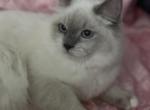 Janet - Himalayan Kitten For Sale - IL, US