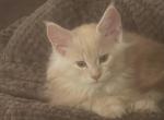 Orange - Maine Coon Kitten For Sale - 