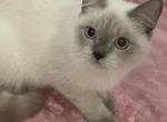 May - Siamese Kitten For Sale - IL, US