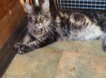 TICA Maine Coon Kitten - Maine Coon Kitten For Sale - Coshocton, OH, US