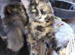 Tortitude - Maine Coon Kitten For Sale - 