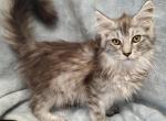 Male TICA Maine Coon Kitten - Maine Coon Kitten For Sale - Coshocton, OH, US