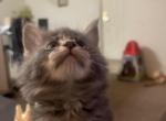 Blue - Maine Coon Kitten For Sale - Findlay, OH, US