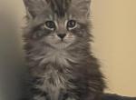 Silvergirl - Maine Coon Kitten For Sale - Findlay, OH, US