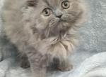 Pretty Persian - Persian Kitten For Sale - 