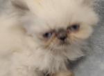 Blue Point Persian - Persian Kitten For Sale - Coshocton, OH, US