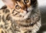 Bernadette - Bengal Kitten For Sale - 