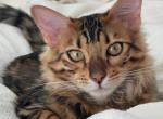 Entei - Bengal Kitten For Sale - Sugar Land, TX, US