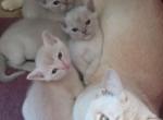 European Burmese kittens - Burmese Kitten For Sale - Effort, PA, US