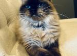 Libby - Ragdoll Cat For Sale/Retired Breeding - Saint Clair, MI, US