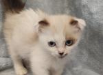 Scottish Kilt - Munchkin Kitten For Sale - Coshocton, OH, US