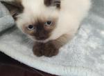 Chocolate Siamese Male - Siamese Kitten For Sale - Coshocton, OH, US