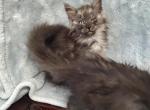 Twin Black Smoke Maine Girls - Maine Coon Kitten For Sale - Coshocton, OH, US