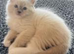 Blue Mitted Male Boy - Ragdoll Kitten For Sale - Los Angeles, CA, US