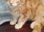 Orange Male TICA Maine Coon - Maine Coon Kitten For Sale - Coshocton, OH, US