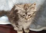 Classic Silver Tabby MC Boy - Maine Coon Kitten For Sale - Coshocton, OH, US