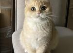 Milena - British Shorthair Kitten For Sale - Citrus Heights, CA, US