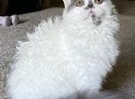 Joy my Soul Jacob - Selkirk Rex Kitten For Sale - 