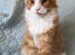 Bryan - Maine Coon Kitten For Sale - New York, NY, US