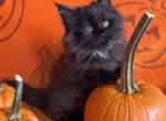 Soluna Black Smoke Female - Maine Coon Kitten For Sale - Baltimore, MD, US