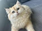 Sale British Longhair NY12 - British Shorthair Kitten For Sale - West Hollywood, CA, US