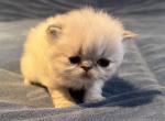 Tallie Blue Point GIRL - Himalayan Kitten For Sale - Gaithersburg, MD, US