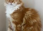 Batti - Maine Coon Kitten For Sale - 