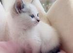 Loves to kiss - Ragdoll Kitten For Sale - Vancouver, WA, US