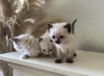 Kitty - Siberian Kitten For Sale - Westfield, MA, US