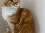 Batti - Maine Coon Kitten For Sale - 