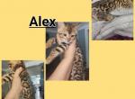 Alex - Bengal Kitten For Sale - Fremont, CA, US