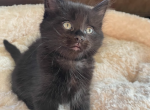 The lyla's - Bombay Kitten For Sale - Eau Claire, WI, US