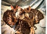 Prada and Louis Litter - Bengal Kitten For Sale - Granite Bay, CA, US