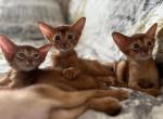 Maceey - Abyssinian Kitten For Sale - 