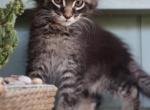 Leo - Maine Coon Kitten For Sale - 