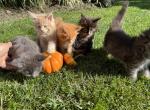 Rebel x Toby litter - Maine Coon Kitten For Sale - New Park, PA, US