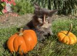 Cinnamon - Maine Coon Kitten For Sale - New Park, PA, US