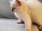 Beautiful boy ragdoll - Ragdoll Kitten For Sale - 