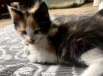 Calico - Maine Coon Kitten For Sale - Talcott, WV, US