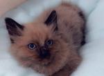 Such a cutie - Ragdoll Kitten For Sale - 