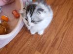 Pinkie - Scottish Fold Kitten For Sale - 