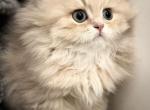 British Luxury kitten - British Shorthair Kitten For Sale - Des Moines, WA, US