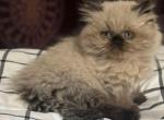 Chewy - Himalayan Kitten For Sale - Livonia, MI, US