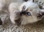 Ragdoll - Ragdoll Kitten For Sale - Gurnee, IL, US