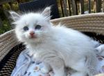 Ragdoll Kittens - Ragdoll Kitten For Sale - 