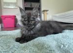 Sultan - Maine Coon Kitten For Sale - 